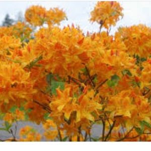 Meet your Posher, Laurie